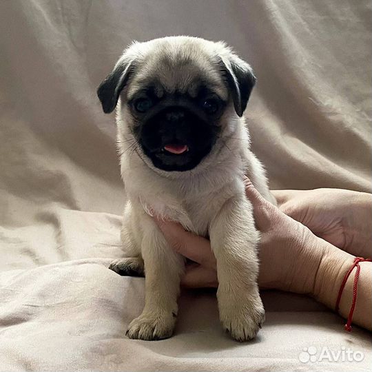 Щенки мопса