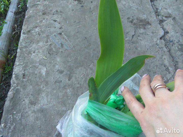 Ирис белый, желтый сортовой, болотный синий. Пион