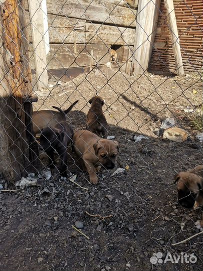 Алано Эспаньол