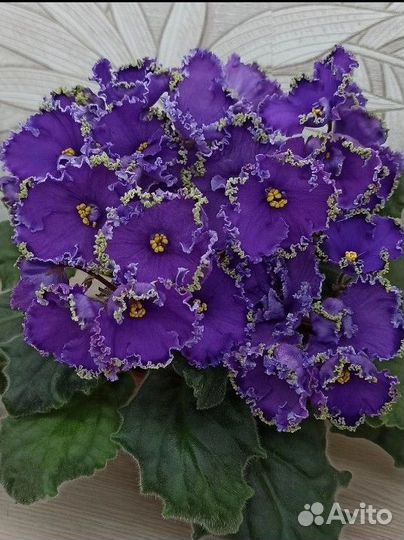 Сортовые фиалки