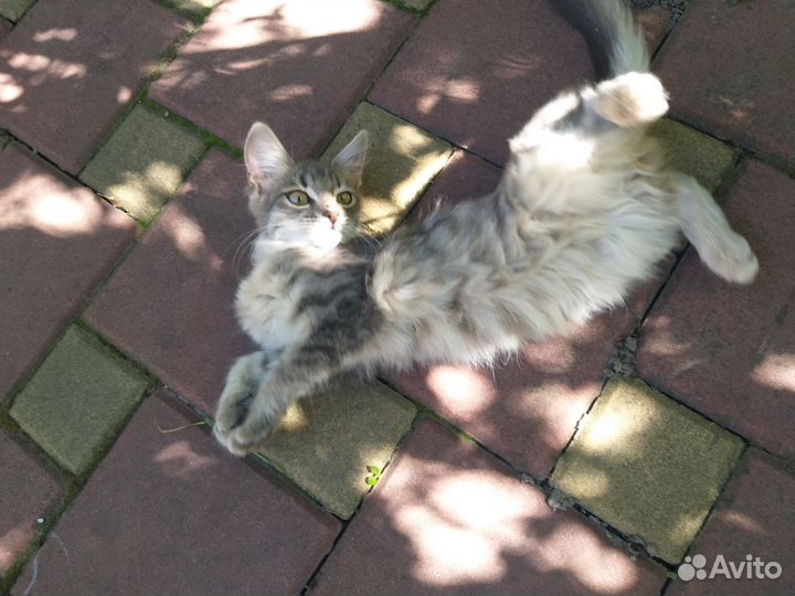 Кошечка