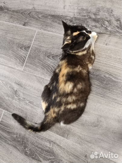 Маленькая кошка