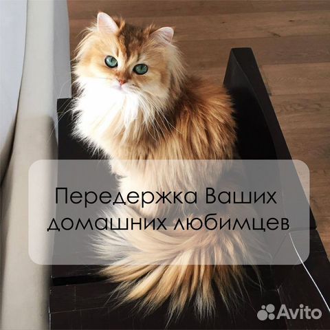 Передержка животных кошек/собак
