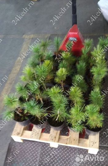 Сибирский кедр. Саженцы