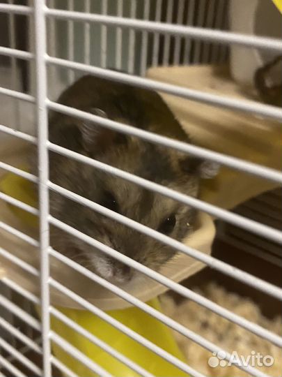 Джунгарский хомяк