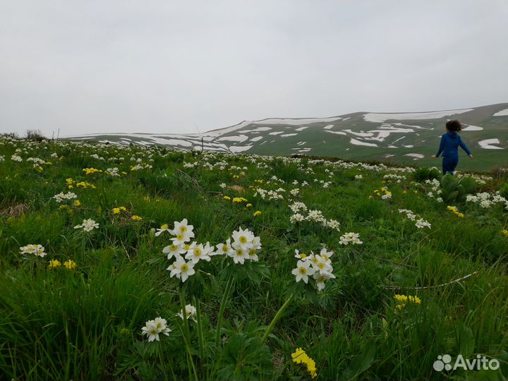 Экскурсии в горы Лагонаки поездки на плато