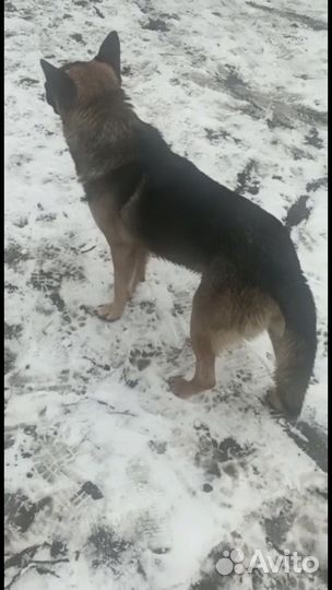 Немецка овчарка Айк