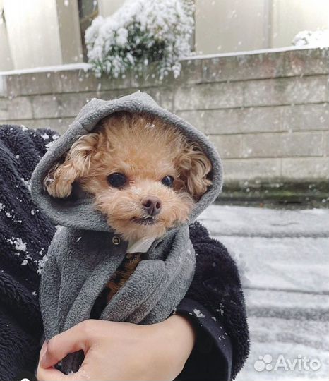 Мальтипу красавчики