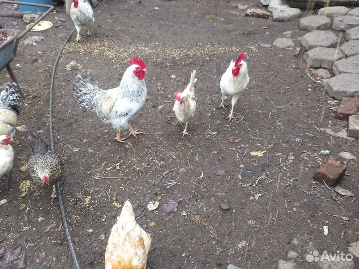 Петухи