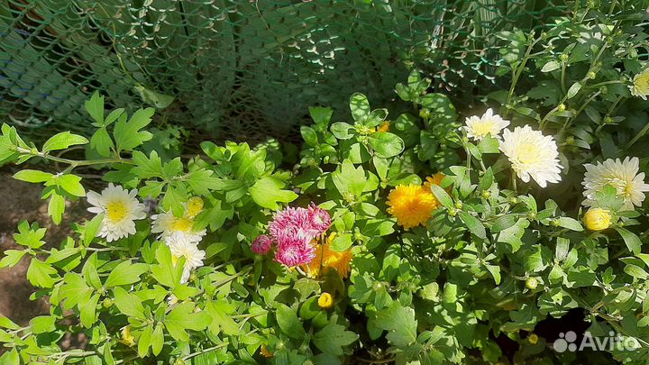 Хризантемы