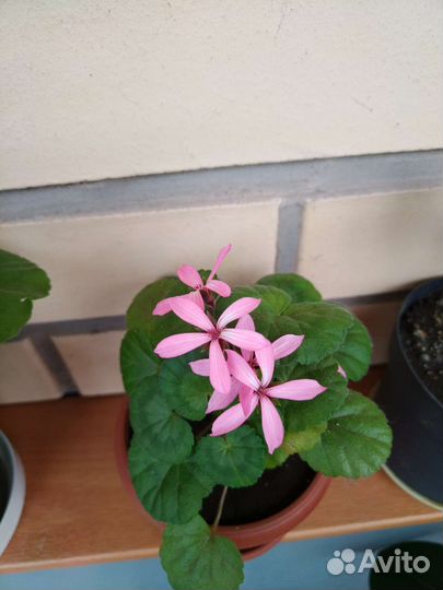 Герань пеларгония