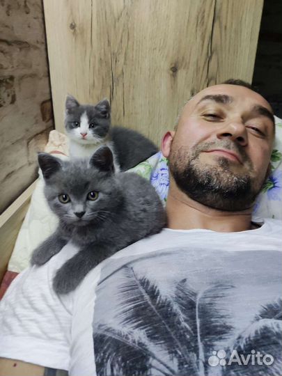 Котëнок в добрые руки