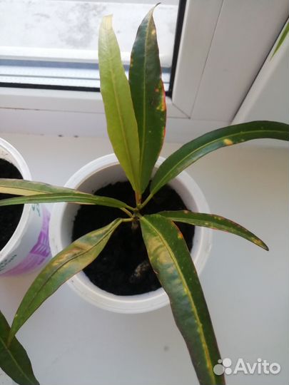 Комнатные цветы