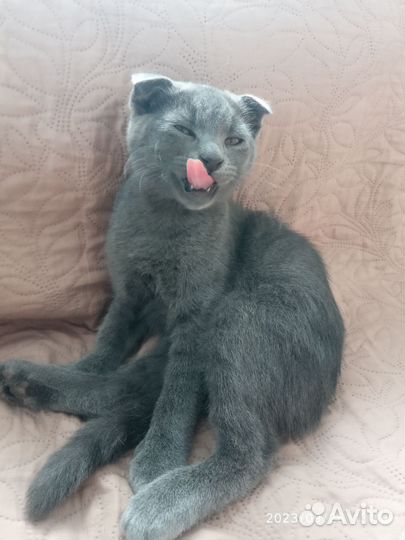 Отдаем котика