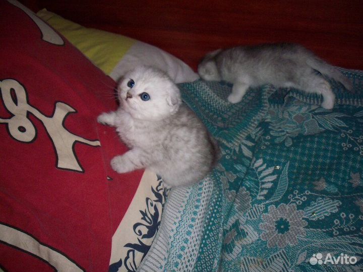 Продам котенка