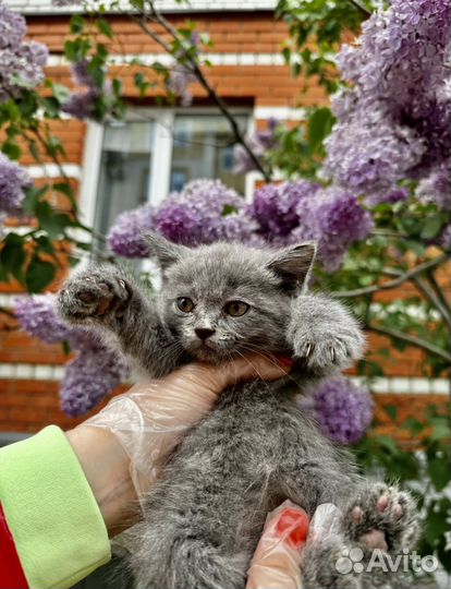Мальчик хочет домой
