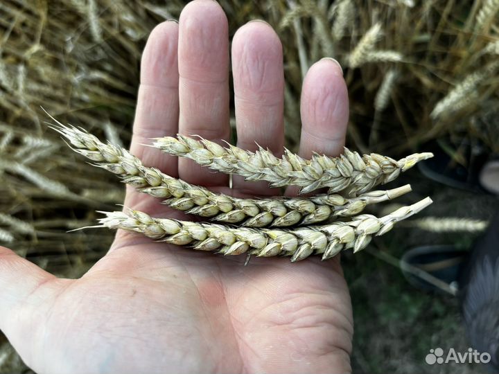 Пшеница 2024 года
