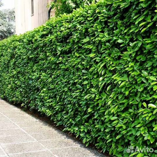 Саженцы бирючины колоновидной