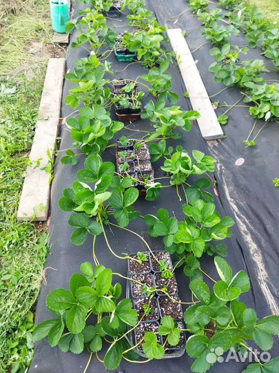 Саженцы клубники, новинки 2023 года