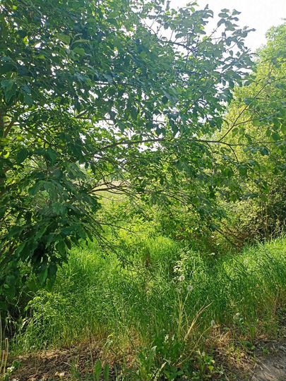 Участок 15 сот. (ИЖС)