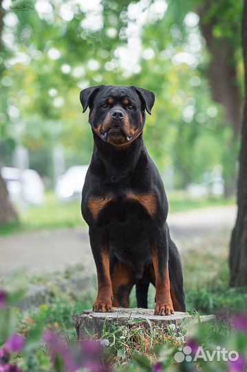 Вязка ротвейлера