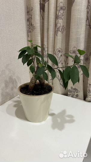 Фикус бонсай