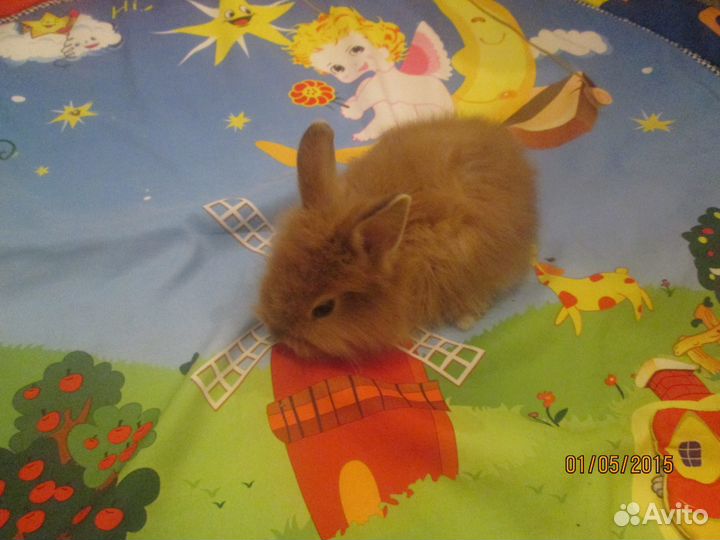 Крохотные создания