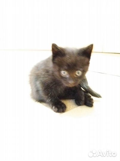 Отдам котят