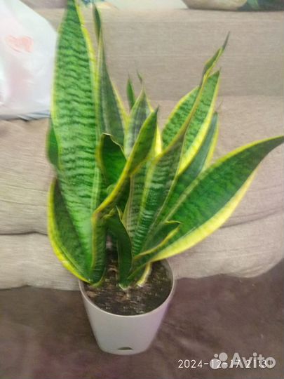 Сансевиерия