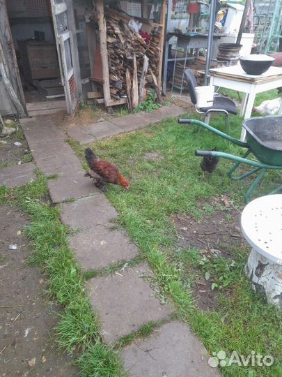 Петухи-Куры на племя