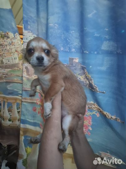Собаки чихуахуа щенок