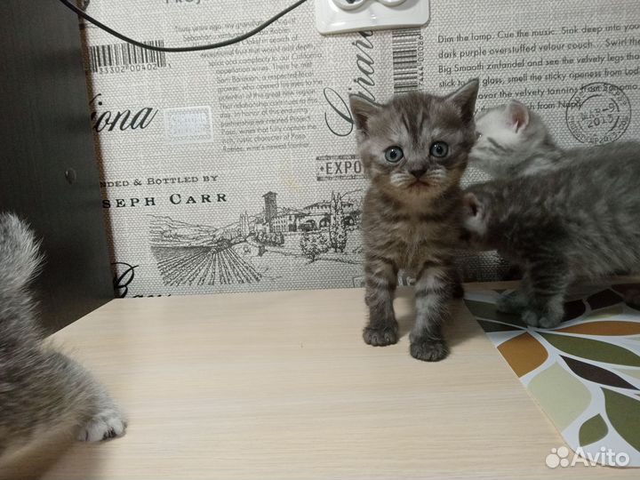 Шотландский котик