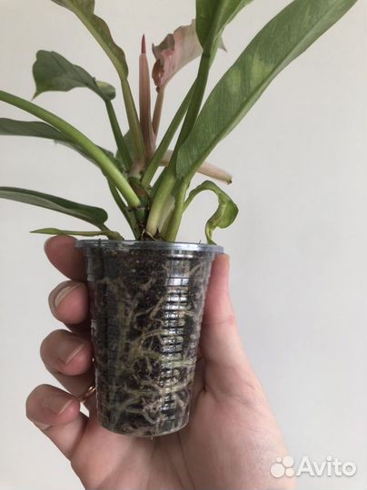 Филодендроны