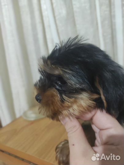 Йоркширский терьер