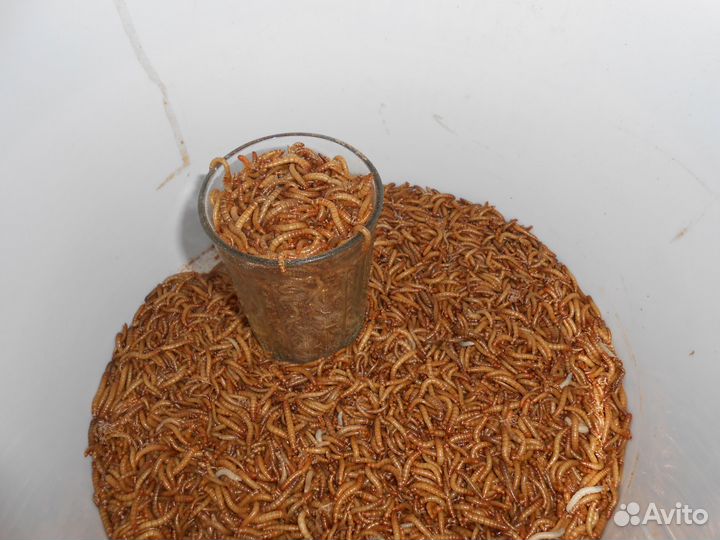 Мучной червь