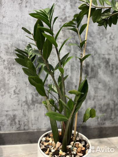 Замиокулькас