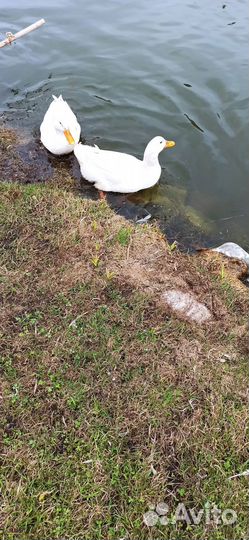 Утки селезень