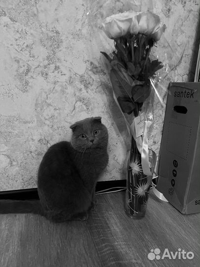 Шотландский вислоухий кот