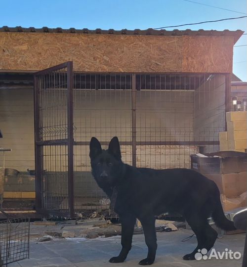Вольер для собак уличный