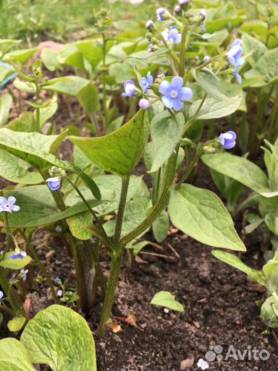 Примула, бруннера