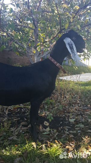 Козлята шами