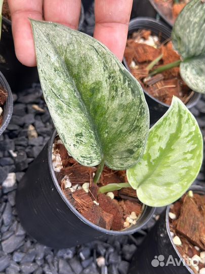 Сциндапсус hologram