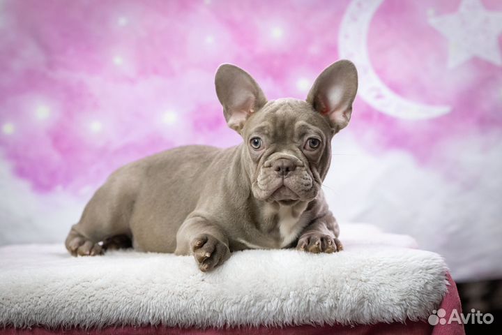 Французский бульдог кобель изабелла