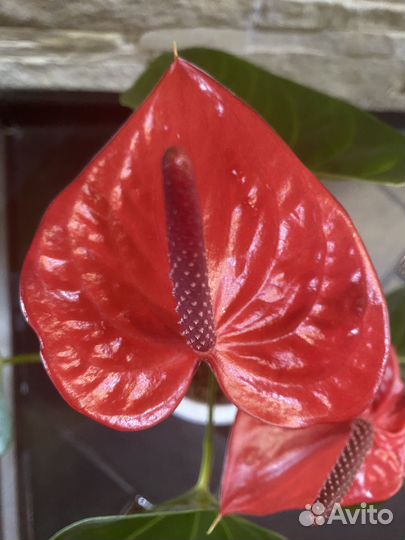 Антуриум Казанова
