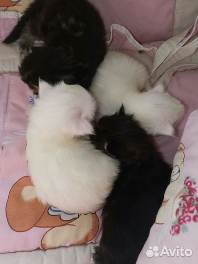 Котята мейн-кун