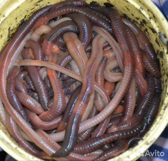 Красный червь