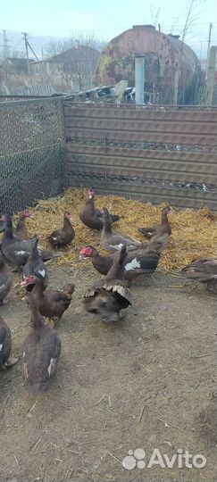 Мускусные утки утаки