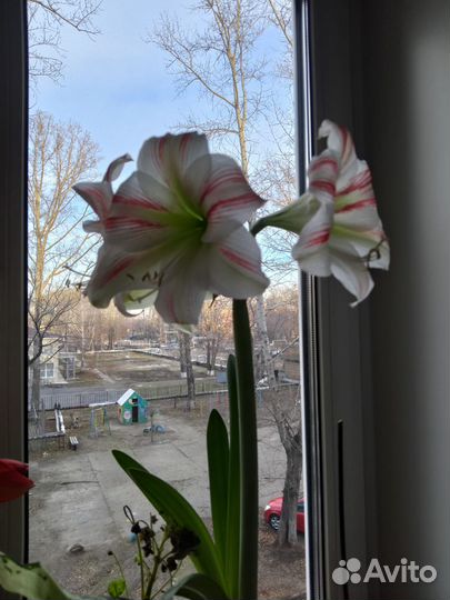 Гиппеаструм