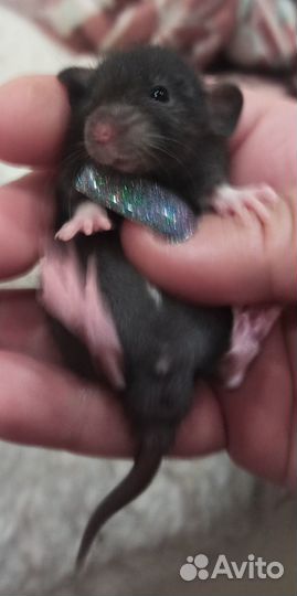 Крысы Дамбо Малыши