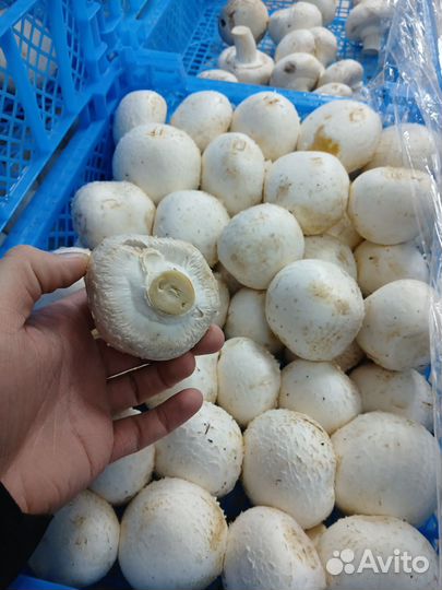 Шампиньоны оптом